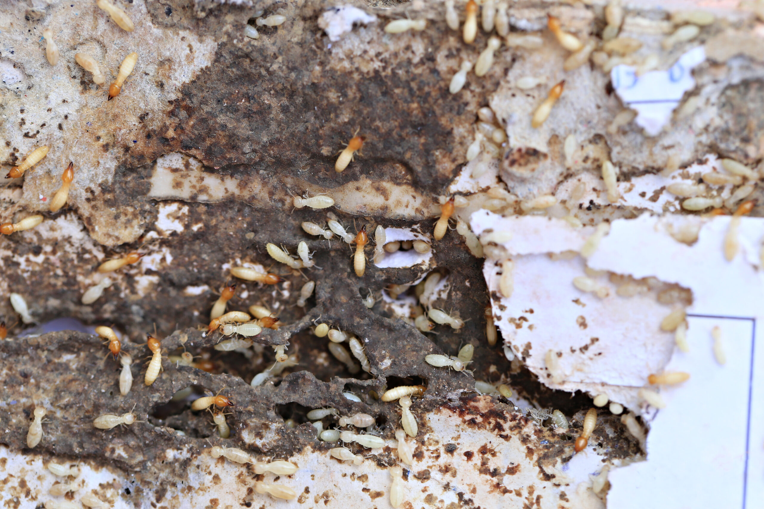 termite dordogne urgence frelons